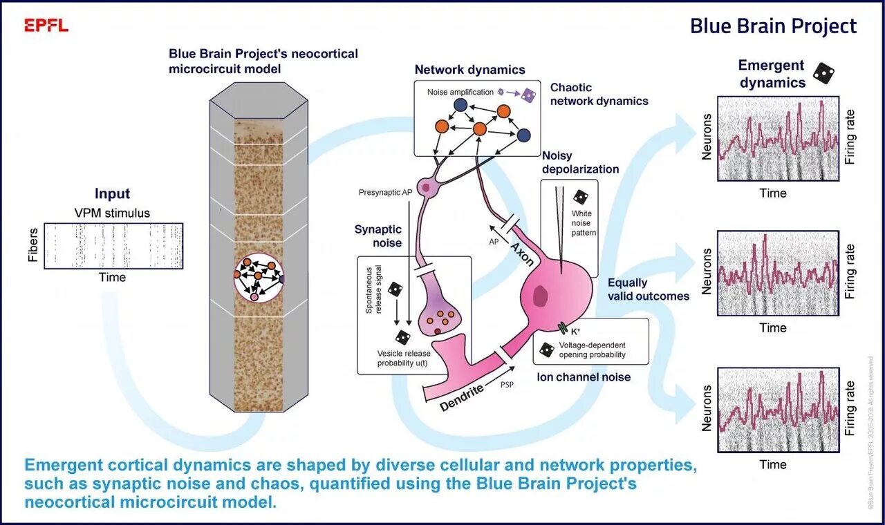 Brain project. Blue Brain Project. Human Brain Project. Blue Brain Project институт. Голубой мозг.