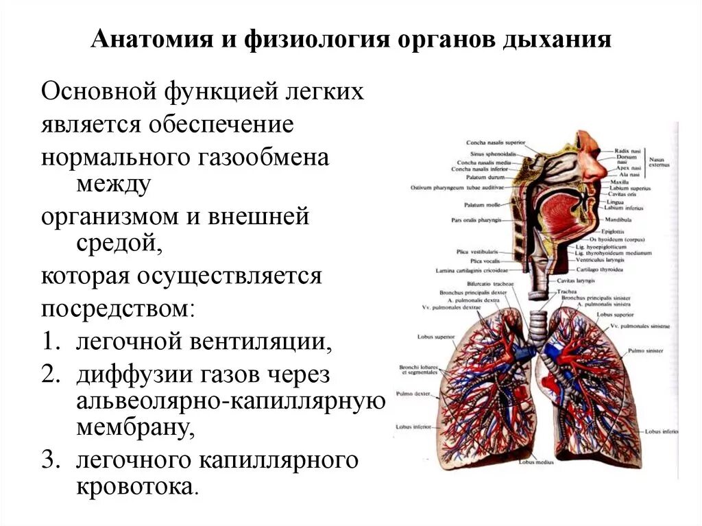 Органы выполняющие дыхательную функцию. Дыхательная система органов структура. Дыхательные пути и их функции физиология. Схема органов дыхательной системы функции. Строение дыхательной системы физиология дыхания.