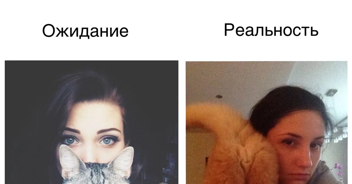 Ее в реальность. Ожидание реальность. кот ожидание и реальность. каре ожидание и реальность. фотосессия ожидание и реальность.