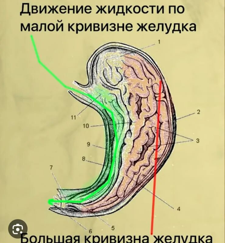 Малая кривизна желудка. Строение желудка малая и большая кривизна. Малая кривизна желудка направлена. Вода попадает в кишечник