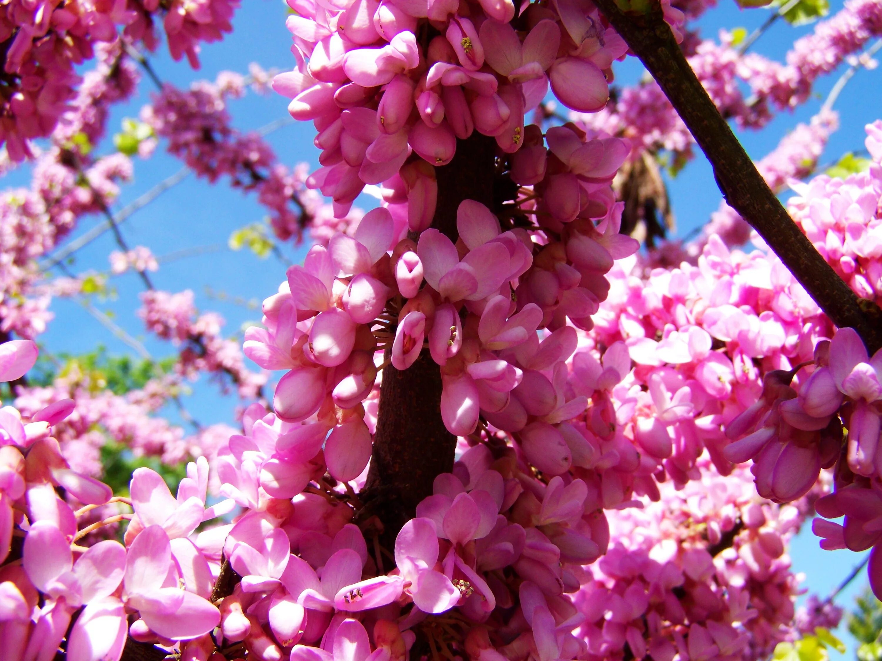 Сакура кустарник. Деревья цветущие розовыми цветами. Розовые цветы на дереве. Дерево цветет розовыми цветами. Дерево цветет розовым название