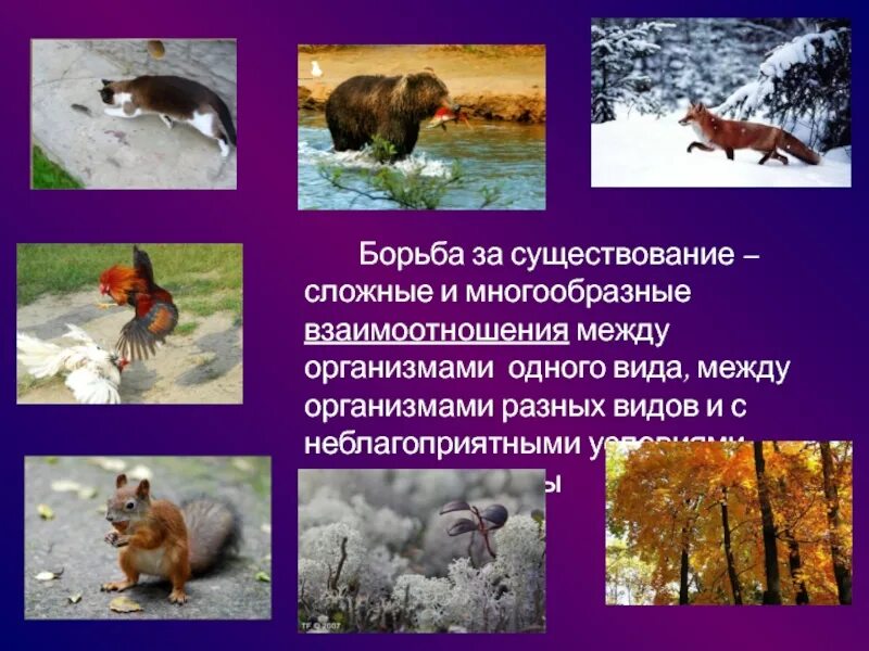 Борьба с неживой природой. Борьба за существование это в биологии. Прямая и косвенная борьба за существование. Борьба с неживой природой за существование.