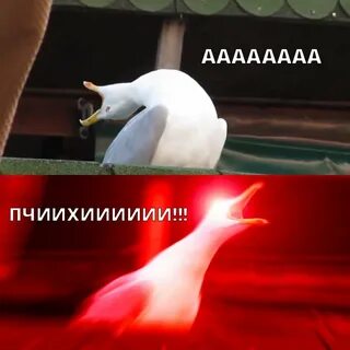 Чайка мем