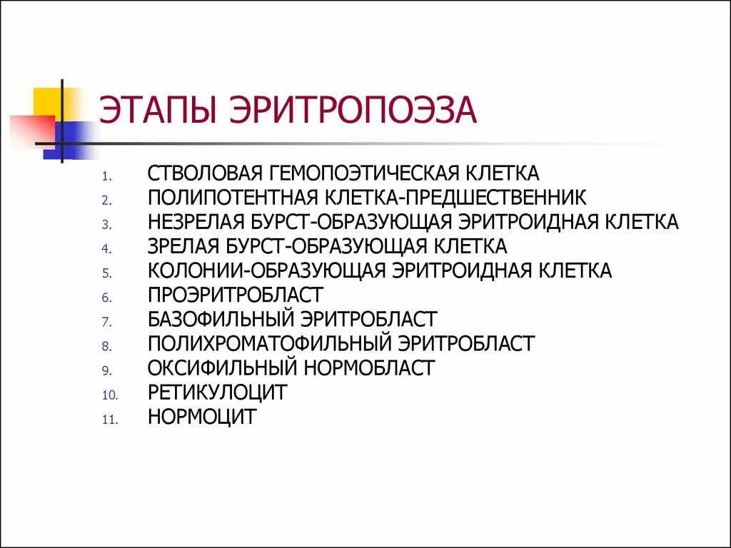 Стадии эритропоэза. Этапы эритропоэза. эритропоэз стадии. понятие об эритроне. эритропоэз этапы.