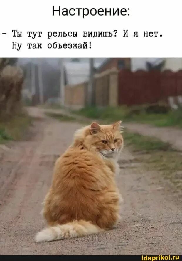 Рыжий кот с смешными надписями. Смешные рыжие котики с надписями. Ну я кошка. Кошка на кухне. Ну я кошка.