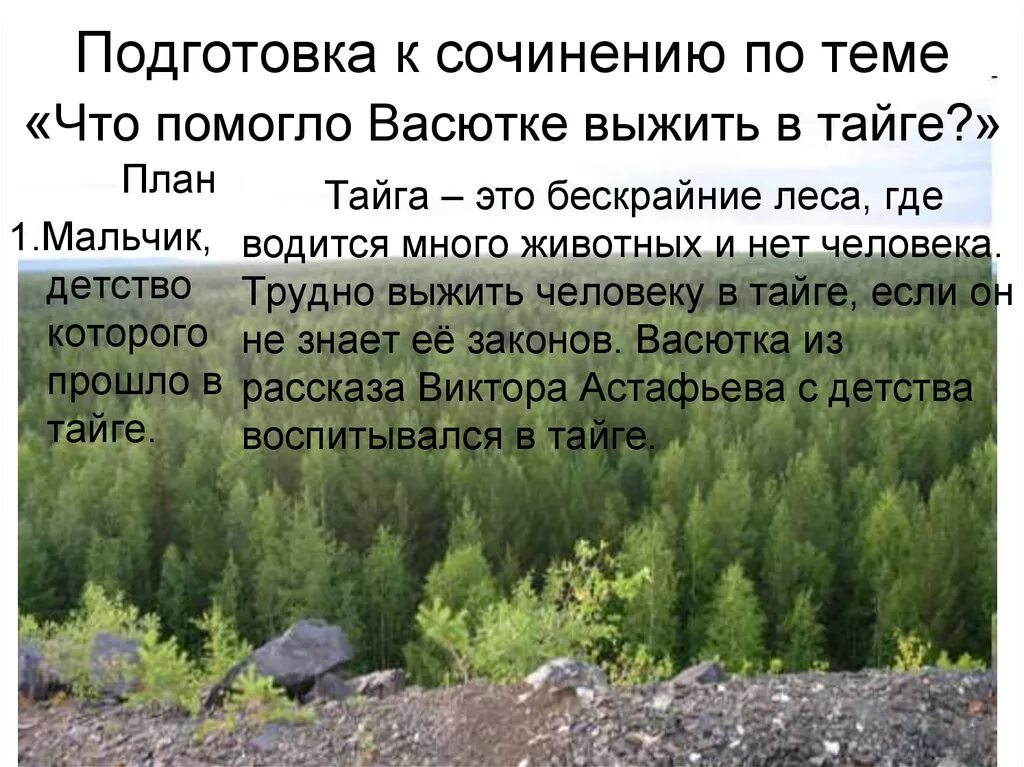 Васюткино озеро знание текста. Сочинение про тайгу. Сочинение на тему Васюткино озеро. Что помогло Васютке выжить в тайге. Сочинение что помогло Васютке выжить в тайге.