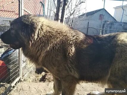 Дагестан собака