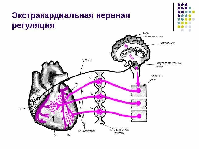Схема нервной регуляции. Нервные механизмы регуляции сердца физиология. внесердечные механизмы регуляции сердца. экстракардиальная регуляция сердца физиология. регуляторные механизмы сердца физиология.