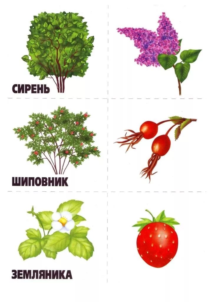 Небольшой сочный плод кустарников и трав. Дикоросы ягоды. Боярышник берри. Дерево с красными ягодами боярышника. Шиповник королевский куст.