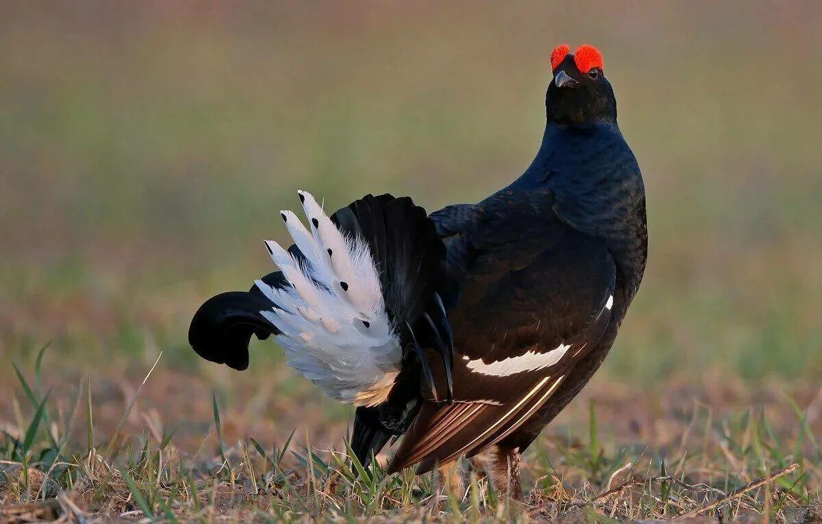 Полевой тетерев. Тетерев lyrurus tetrix. Тетерев-косач (lyrurus tetrix). Тетерев. Тетеря птица глухая тетеря.