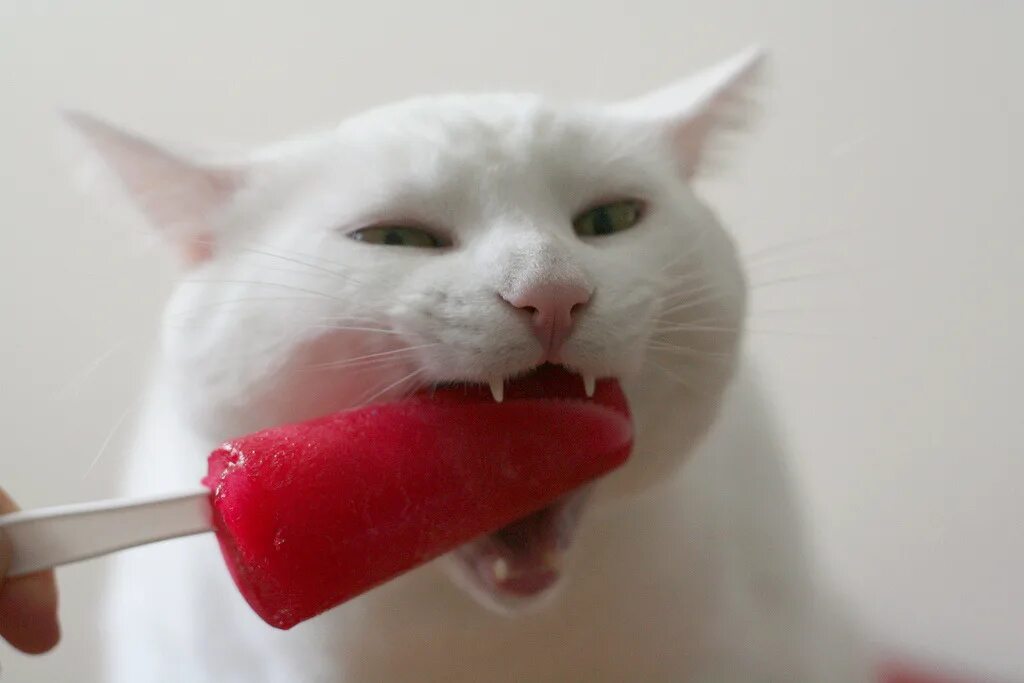 Котик ест мороженое. Котик с мороженым. Кошка мороженое. Котенок с мороженкой. Коты мороженщик
