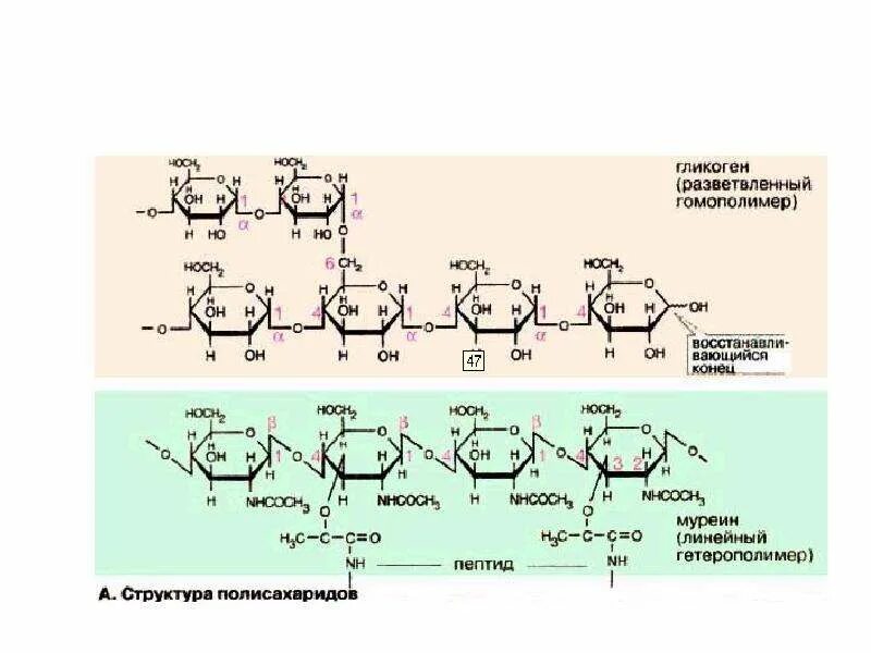 Строение муреина бактерий. Структурная формула муреина. Строение муреина микробиология. Муреин клеточная стенка. Пептидогликан клеточной стенки бактерий.