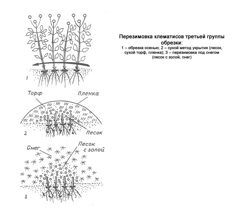 Нужно ли обрезать клематис. Клематис 2 группа обрезки. Клематис 3 группы обрезки. Схема посадки клематиса в открытый грунт. Клематис 3 группы обрезки как обрезать.