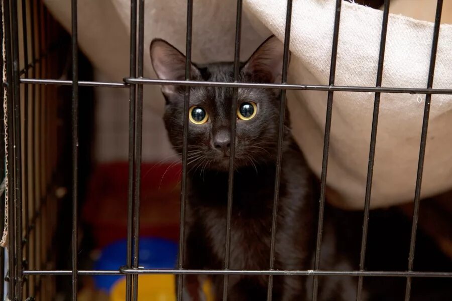 Приют котик. Приют для кошек. кошки из приюта. котики в приюте. котята в приюте.