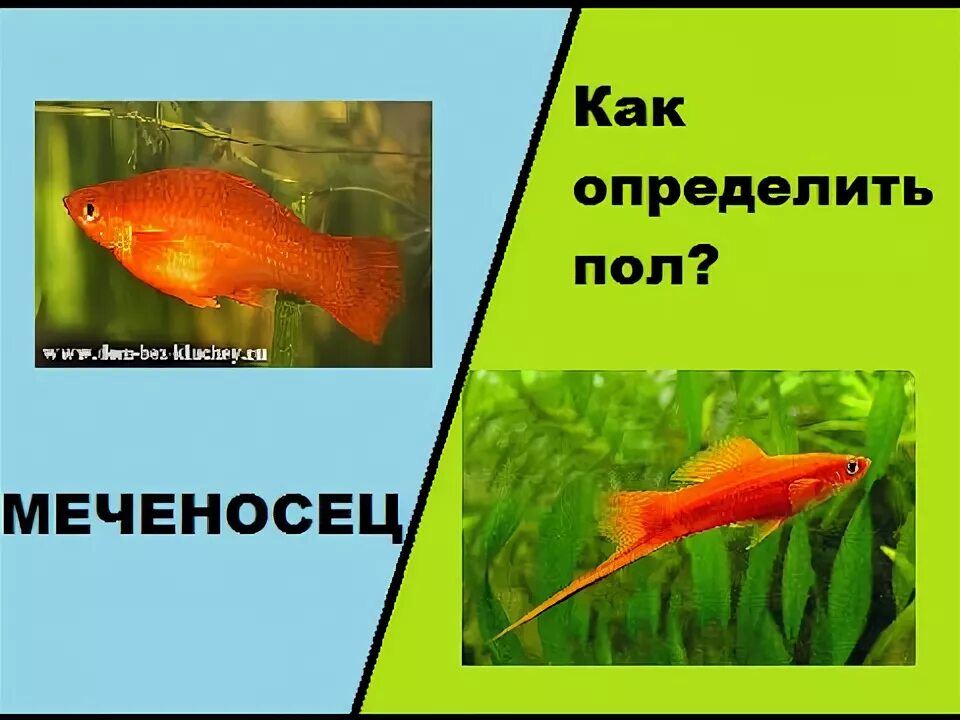 Как определить меченосцы меченосца