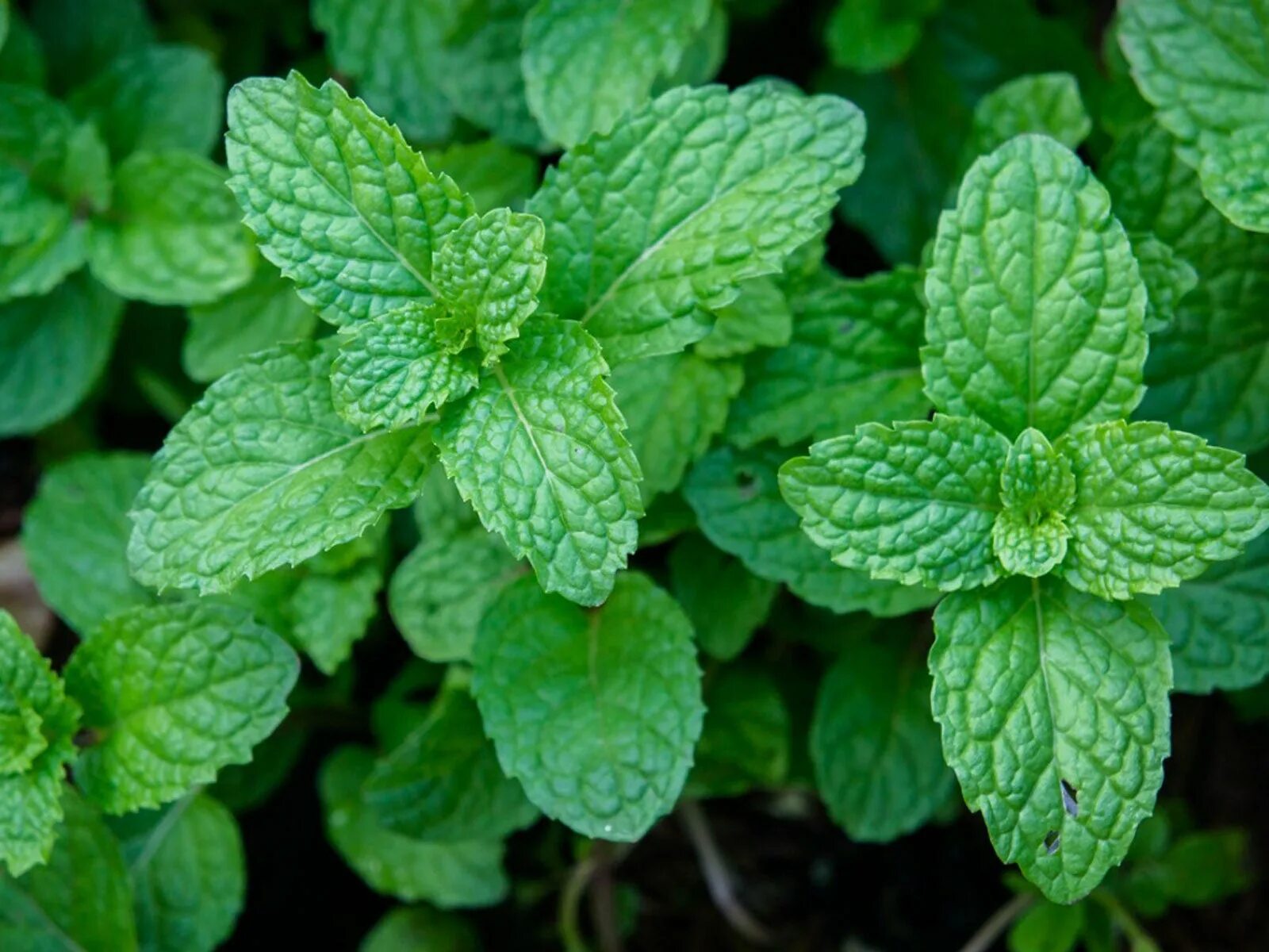 Mint фото. Мята перечная (Mentha piperita). Мята Ялпиз. Мята канадская. Mentha haplocalyx.