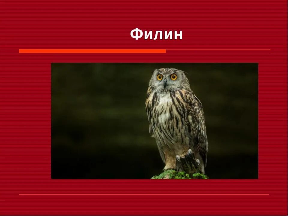 Животные красной книги Пермского края. Красная книга животных Пермского края. Филин красная книга Пермского края. Животные и птицы Пермского края занесенные в красную книгу.