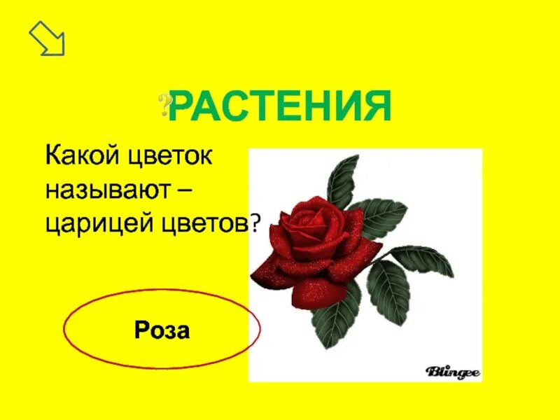 Почему розу назвали розой. Какие цветы. Королева цветов какой цветок. Какой цветок зовут.