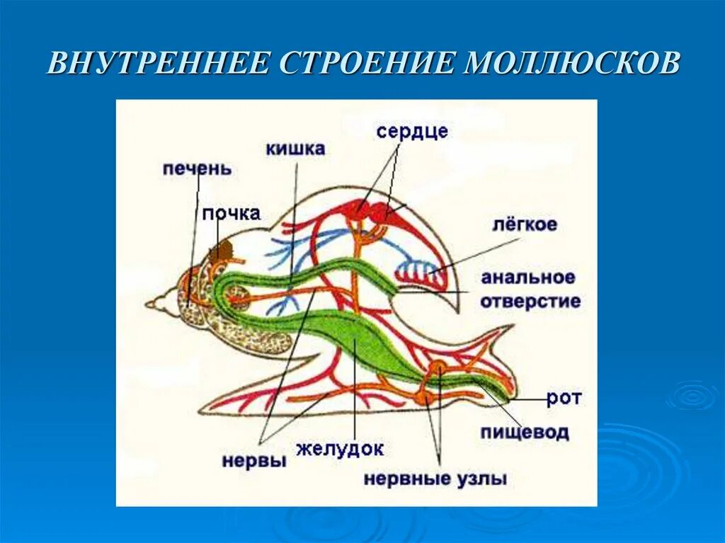 Строение брюхоногих моллюсков 7. Внешнее и внутреннее строение моллюсков. Строение моллюска 7 класс биология. Внутреннее строение моллюска. У прудовика печень