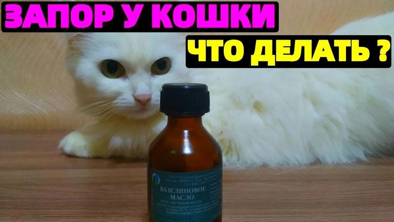 Что дать кошке от запора. Лекарство от запора у котов. котик и слабительное.