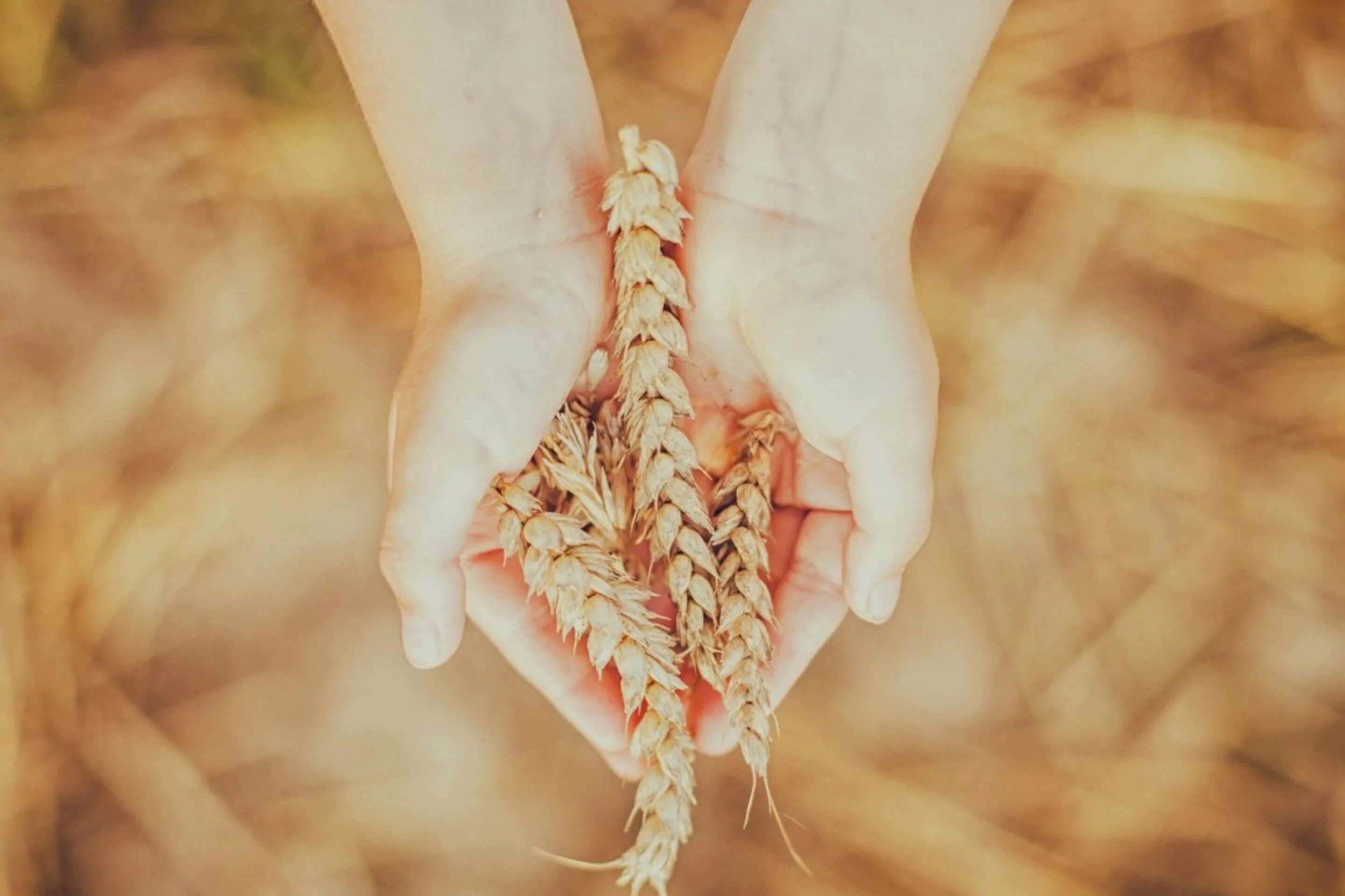 Колосок в руке. Колосья в руках. Колоски пшеницы в руках. Руки с колосьями пшеницы.