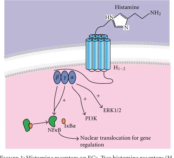 Гистамин действие. Н1 гистаминовые рецепторы локализация. Локализация н2 гистаминовых рецепторов. H1 h2 рецепторы гистамина. Н1 и н2 гистаминовые рецепторы.