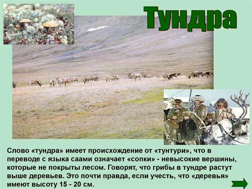 Что означает слово тундра. Слово тундра. Тундра происхождение слова. Тундра текст. Выберите признаки тундры