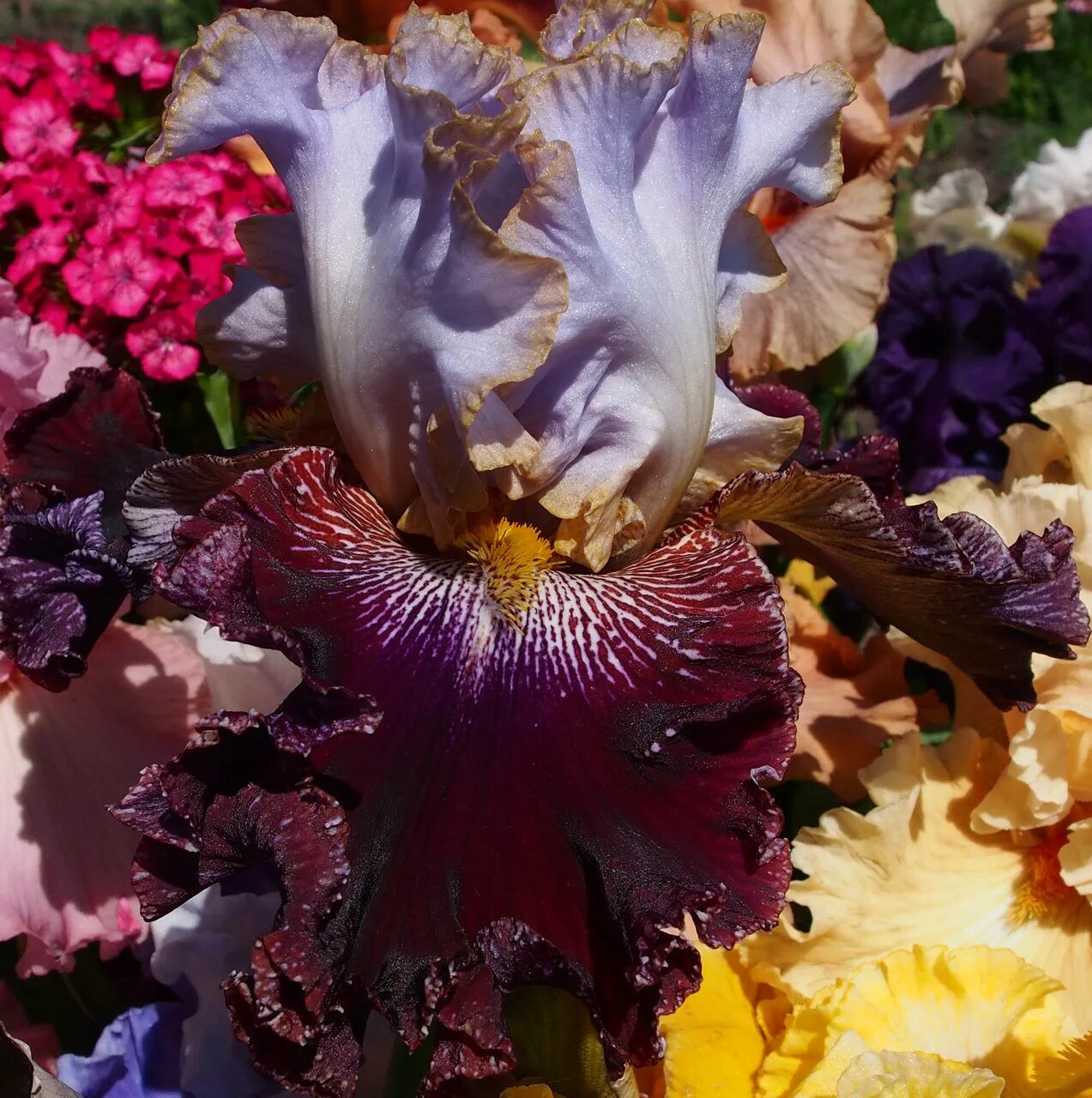 Ирис magic. Ирис make mine magic. Ирис сорт moroccan magic. Taste the magic ирис. Ирис мэджик маскарад.