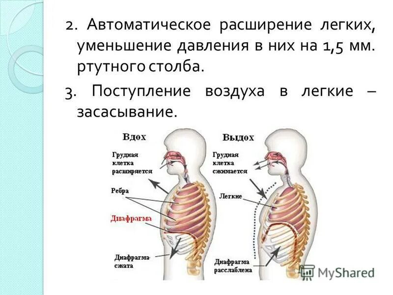 Давление в легких увеличивается при вдохе. Изменение давления на вдохе и выдохе. Легкие на вдохе и выдохе. Схема процесса вдоха и выдоха. Дыхательная система человека механизм вдоха и выдоха.