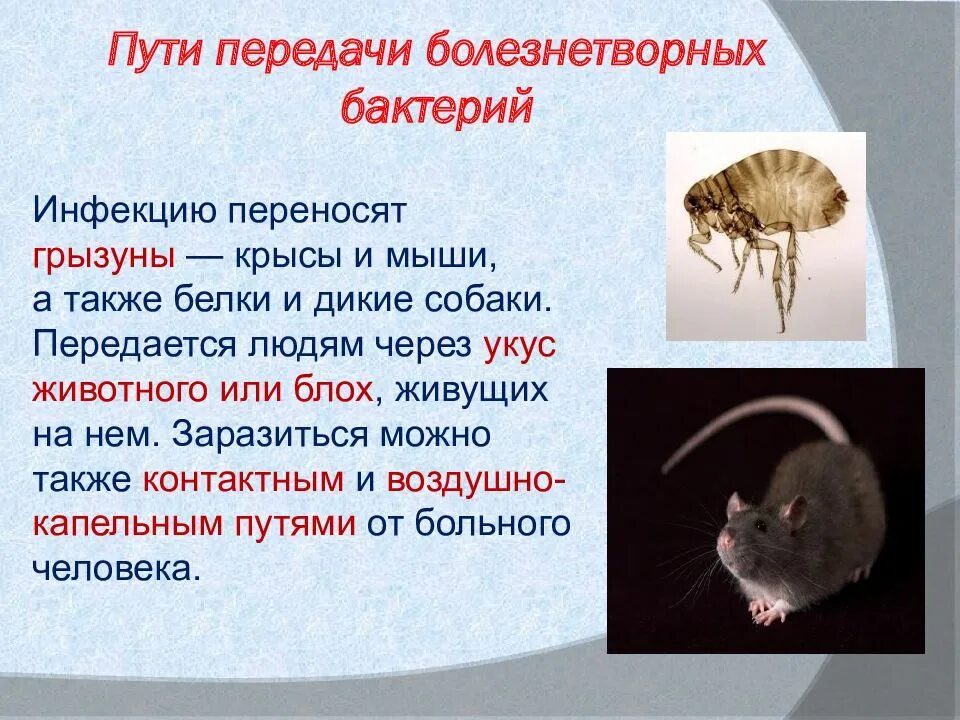 Грызун переносчик заболеваний. Пути передачи болезнетворных бактерий. Способы передачи болезнетворных бактерий. Мыши переносчики каких болезней. Презентация на тему болезнетворные бактерии.