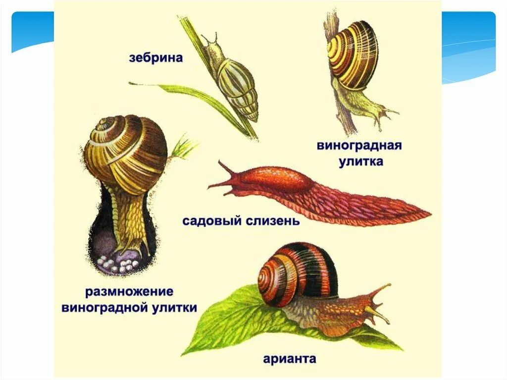 Представители брюхоногих моллюсков биология 7. Тип моллюски класс брюхоногие и класс двустворчатые моллюски. Биология : класс брюхоногие представители. Пресноводные брюхоногие моллюски представители. Типы моллюсков 7 класс.