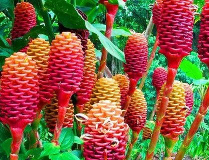 Нарисуй необычное культурное растение поля или сада