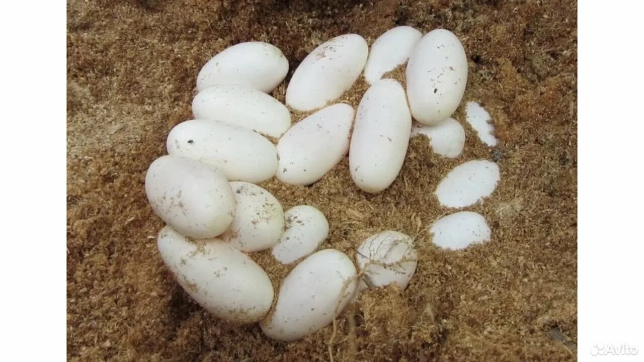 Яйца ужа фото. Змеиные яйца ужа. Размер яйца ужа обыкновенного.