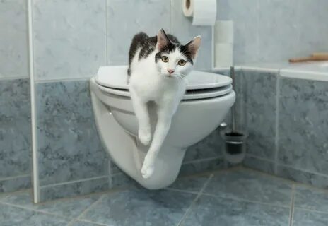 В море - бесплатно: гости Сочи тратят по 500 рублей в день на уличные туалеты - 