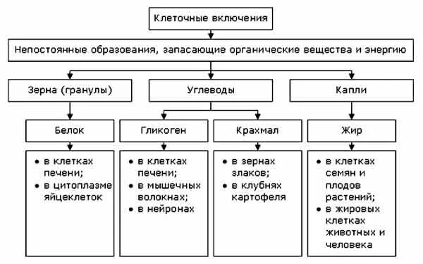 Включения клетки таблица