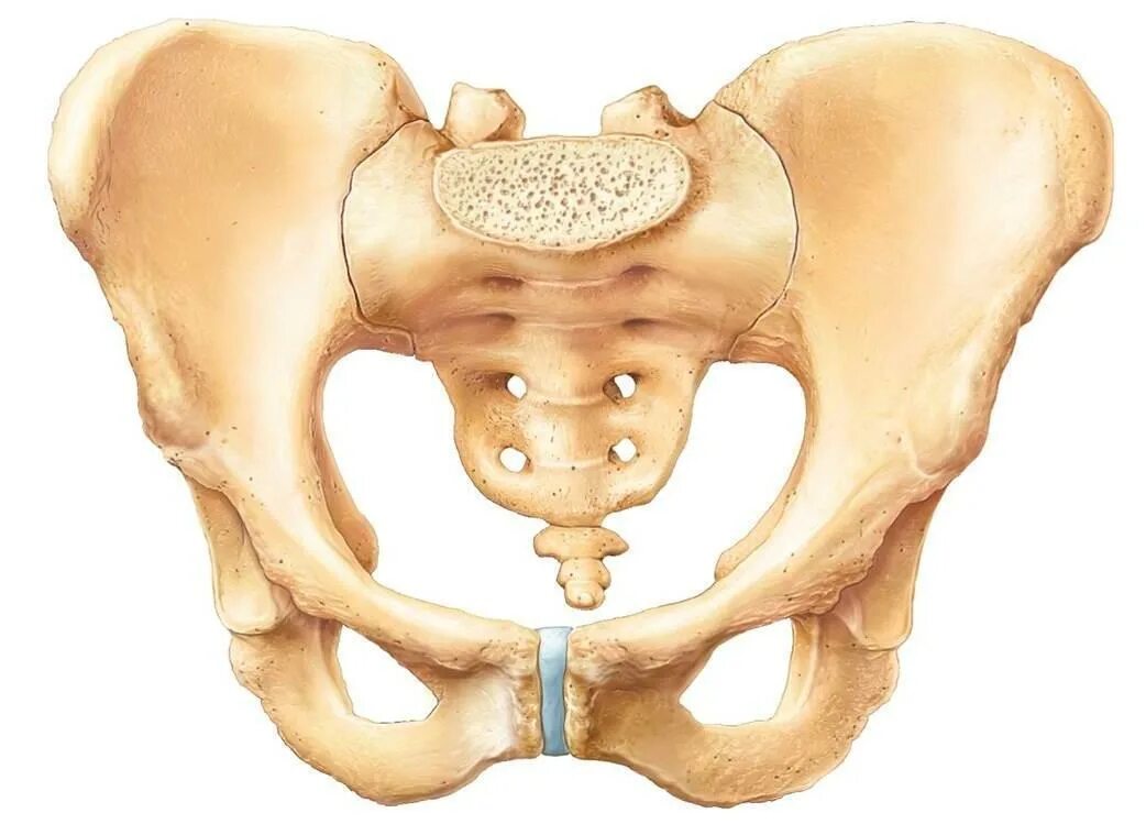 Парные тазовые кости. Болит тазовая кость. Болит тазовая кость справа