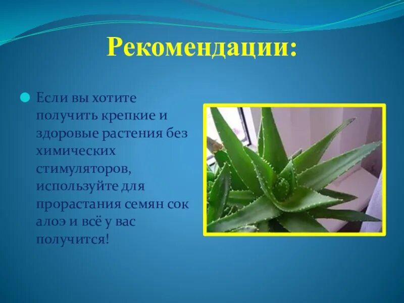 Сок алоэ для рассады. Алоэ Родина происхождения цветка. Проект про алоэ. Чем отличается алоэ от столетника.