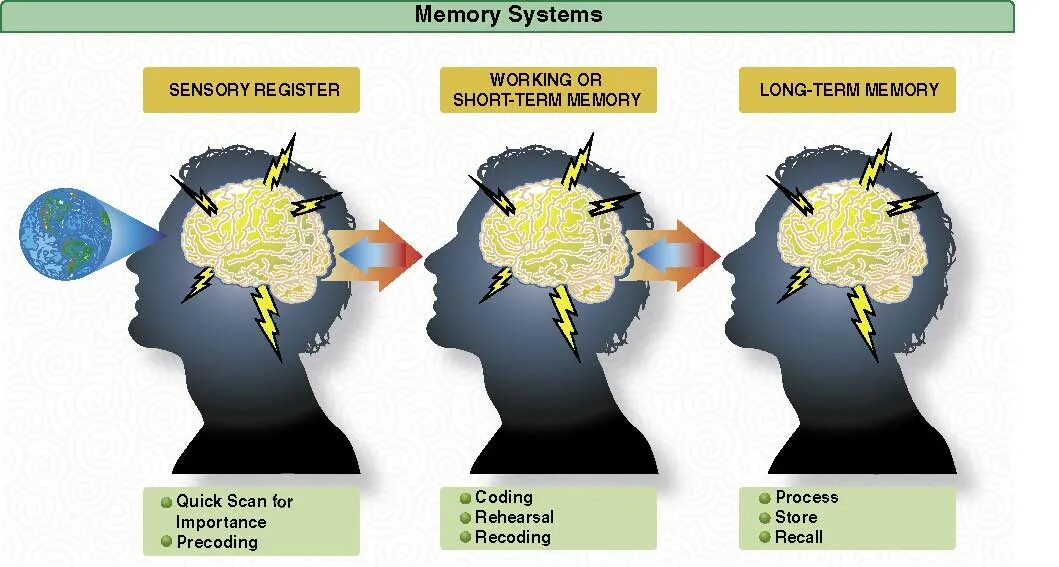 Short memory. Short term Memory. Sensory Memory. Long term Memory. Long term Memory working Memory.