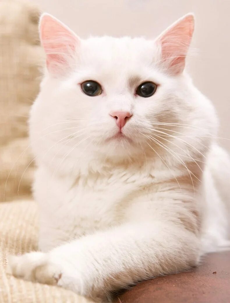 Турецкая ангора кот. Белая ангорская кошка. Турецкая ангора белая. Турецкая ангора кот белый.