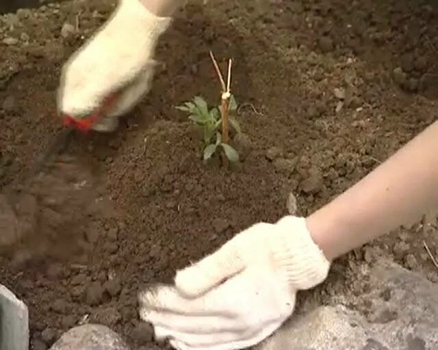 Посадка хризантем весной. Садим георгины. Высаживание клубня георгин в грунт. Посадка георгины весной в открытый грунт. Хризантемы мульчирование.