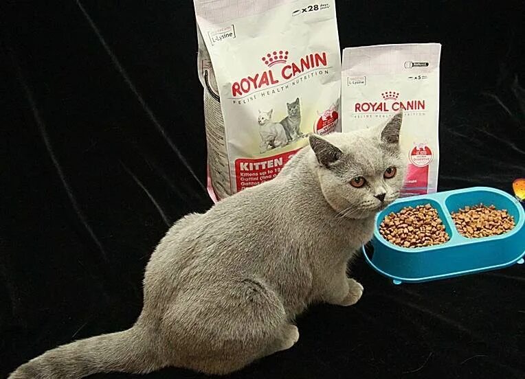 Чем кормить обычную кошку