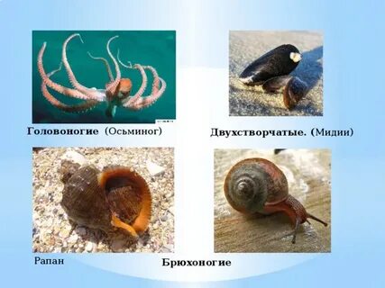 Беспозвоночные животные питаются
