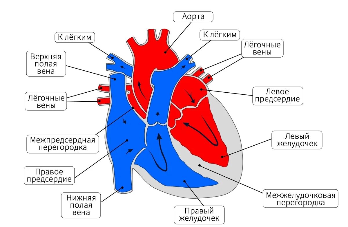 Строение сердца млекопитающих. Схема сердца млекопитающих. Структура сердца схема. Строение сердца млекопитающих 7 класс. Сердце млекопитающих состоит из двух