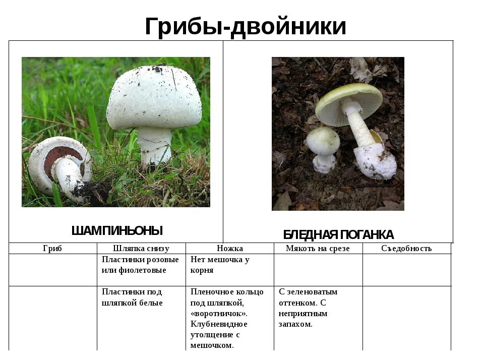 Шампиньон ложный двойник название. Грибы двойники шампиньон и его опасный двойник. Несъедобный гриб двойник шампиньона. Опасный гриб двойник шампиньона. К какой группе относится шампиньон