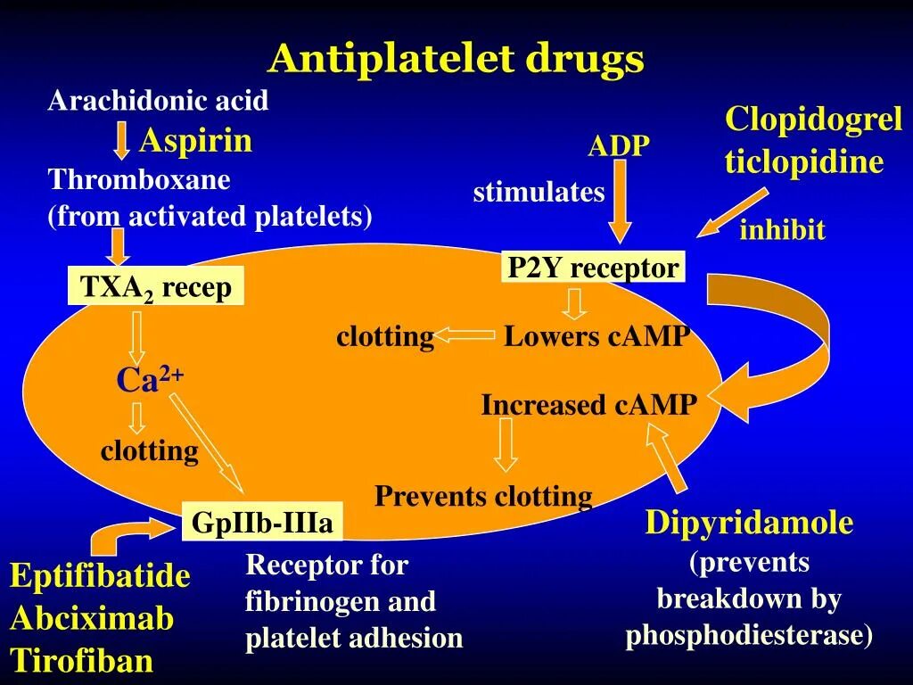 Antiplatelet drugs. Antiplatelet drugs list. Clopidogrel mechanism. Antiplatelet drugs receptors. Клопидогрел механизм действия