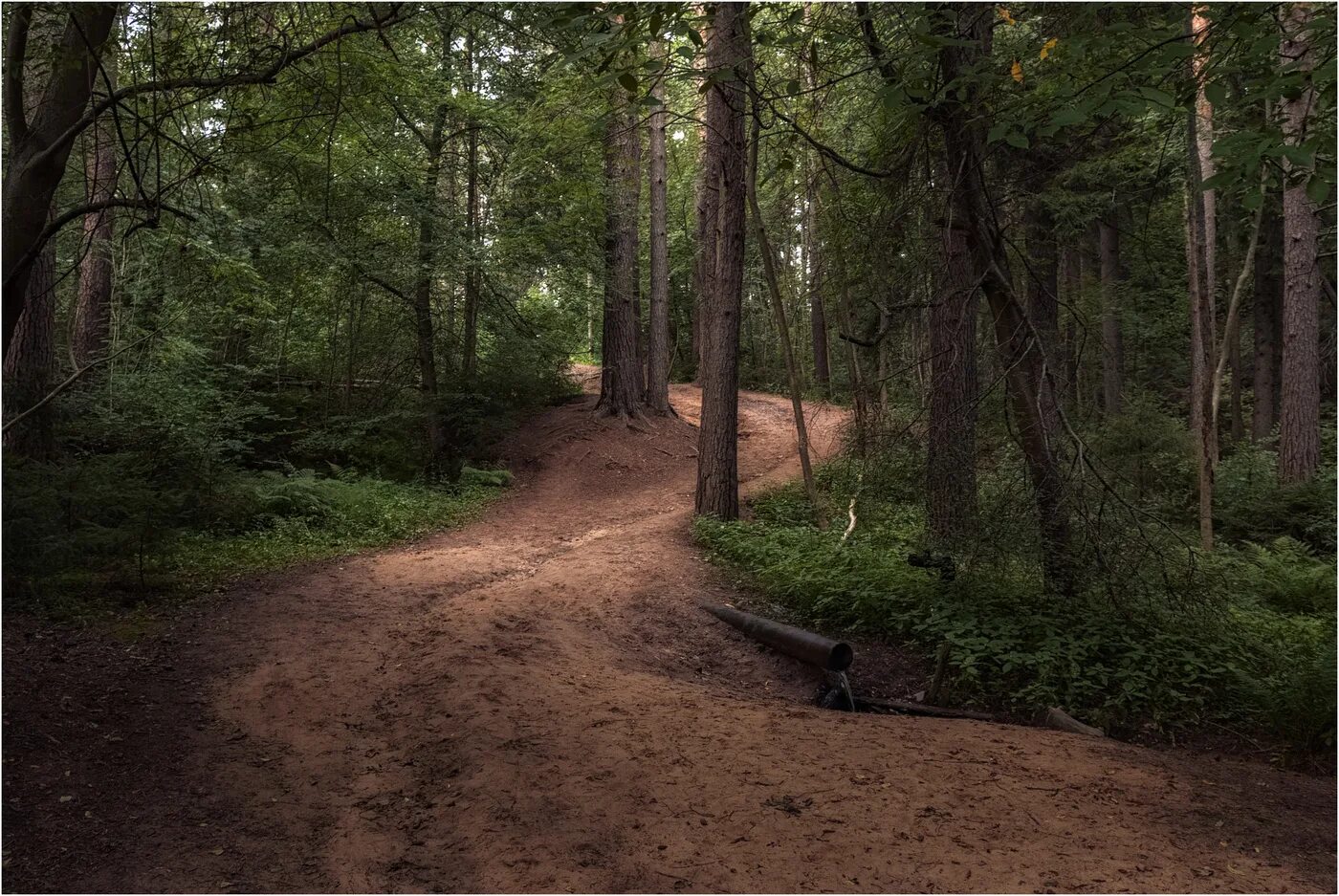 ложбинка изображение в лесу. ложбинка в лесу. речка ложбинка. лесная прогалина. дорожка в лесу.