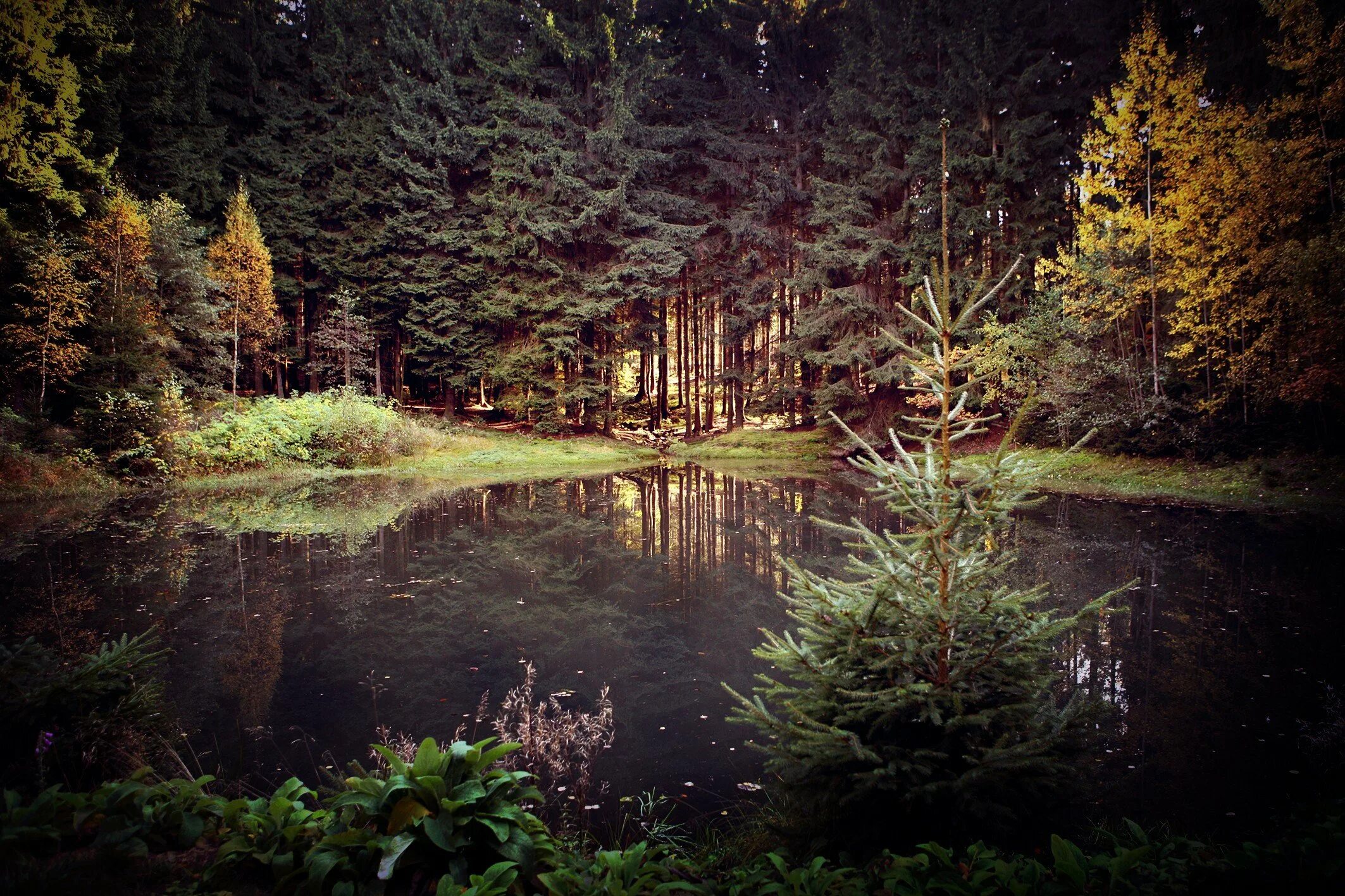 Шварцвальд озеро. Лесное озеро (Forest Lake). Еловый Бор. Пруд в лесу.