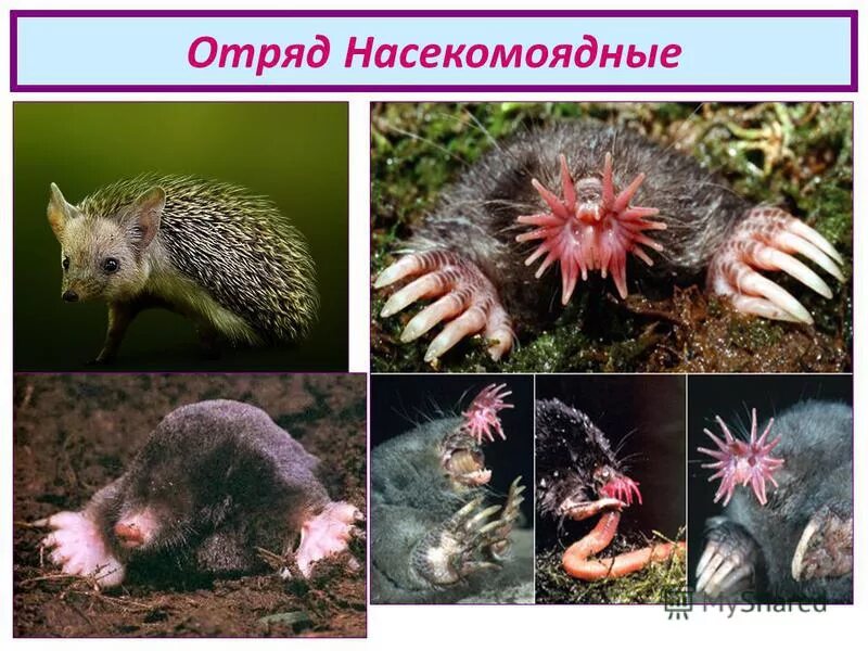 Фотографии НАСЕКОМОЯДНЫЕ ЖИВОТНЫЕ ПРИМЕРЫ