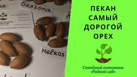 Саженец пекана