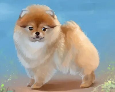 Рисунок шпица